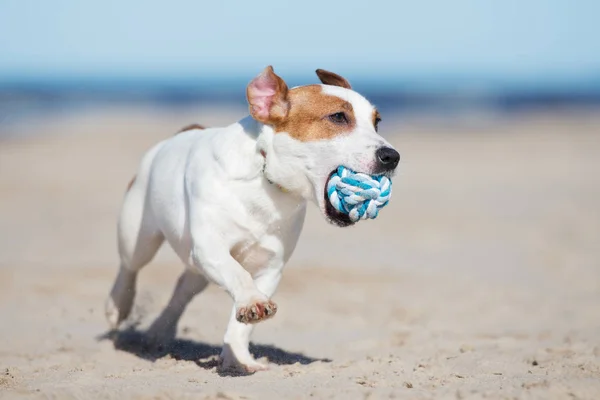 Jack Russell Anjing Berjalan Pantai — Stok Foto