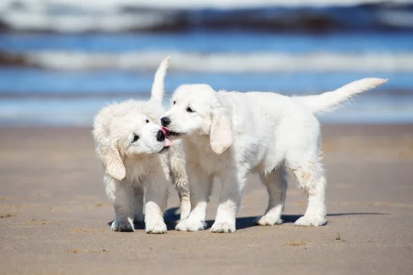 Dois Golden Retriever Filhote Cachorro Beijando Praia — Fotografia de Stock