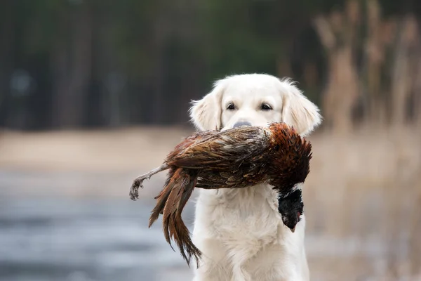 Golden Retriever Cane Recuperando Gioco Una Caccia — Foto Stock