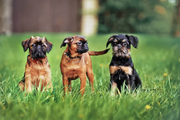 Drie Griffioen Pups Zitten Gras Zomer — Stockfoto