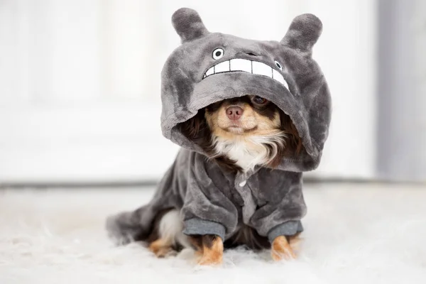 Chihuahua Hond Een Grappig Kostuum Zittend Binnen — Stockfoto