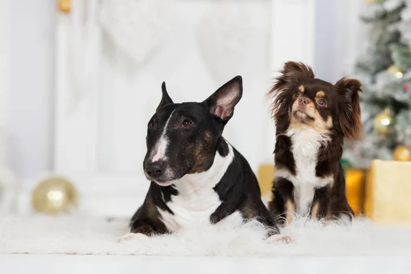 Chihuahua Bull Terrier Psy Pozowanie Razem Boże Narodzenie — Zdjęcie stockowe