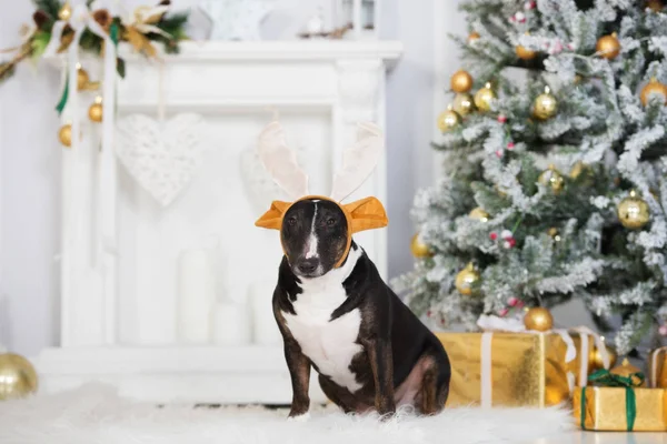 Geyik Boynuzu Takan Komik Köpek Içeride Noel Için Poz Veriyor — Stok fotoğraf