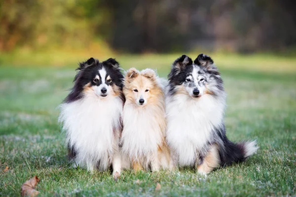 Drie Sheltie Honden Zitten Dicht Bij Elkaar Buiten Herfst — Stockfoto