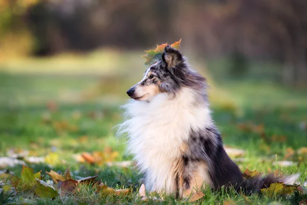 Merle Sheltie Hund Sitzt Herbst Mit Einem Blatt Auf Dem — Stockfoto