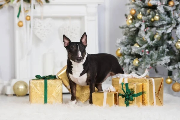 Miniatűr Bull Terrier Kutya Pózol Karácsonyi Ajándék Dobozok Beltérben — Stock Fotó