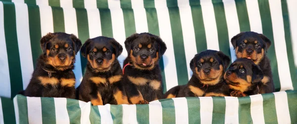 group of rottweiler puppies lying down outdoors on a bench