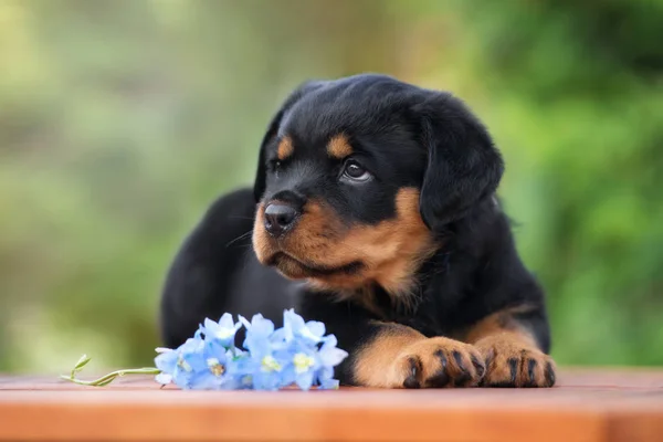 Rottweiler Puppy Portrait Outdoors Summer — Stock Photo, Image