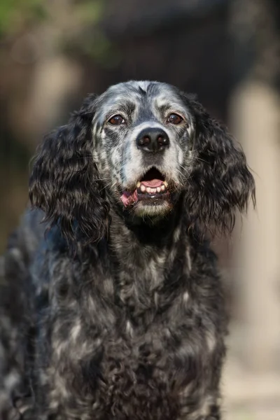 Oud Engels Setter Hond Portret Buiten Zomer — Stockfoto