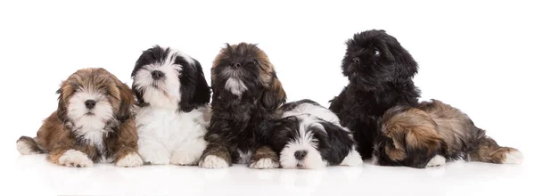Grupo Cachorros Lhasa Apso Sobre Fondo Blanco —  Fotos de Stock