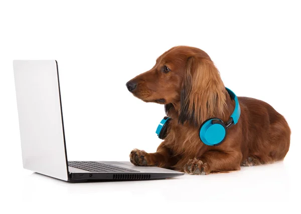 Dachshund Hond Hoofdtelefoon Werkt Een Laptop — Stockfoto