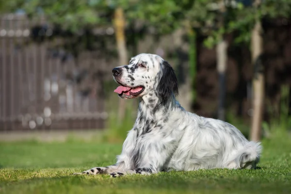 English Setter Dog Lying Outdoors — Stock Photo, Image