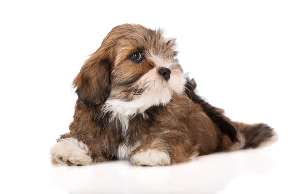 Adorável Lhasa Apso Filhote Cachorro Fundo Branco — Fotografia de Stock