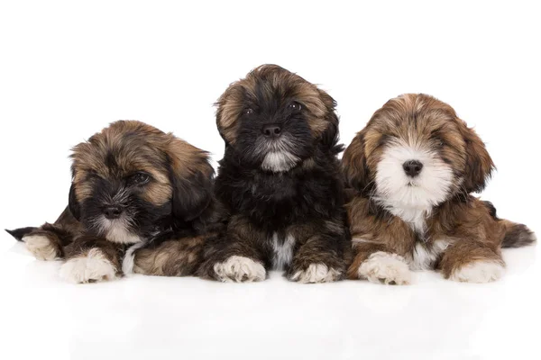 Três Filhotes Lhasa Apso Fundo Branco — Fotografia de Stock