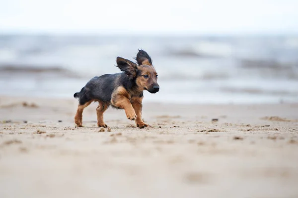 Beau Chiot Teckel Courant Sur Une Plage — Photo