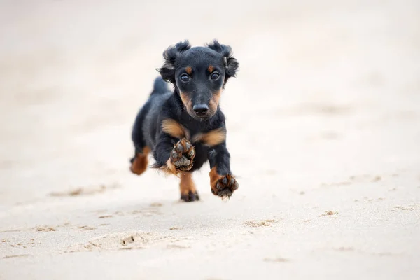 Beautiful Dachshund Puppy Running Beach — Stock Photo, Image