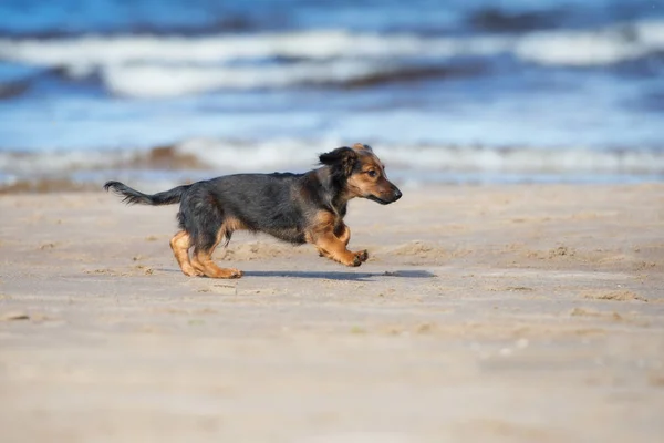 Beautiful Dachshund Puppy Running Beach — Stock Photo, Image