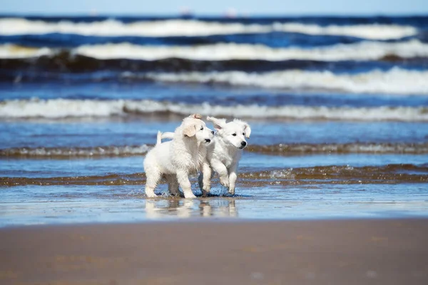 Dwa Szczęśliwe Szczeniaki Golden Retriever Bawią Się Plaży — Zdjęcie stockowe