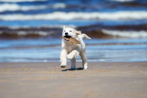 ビーチを走るゴールデンレトリバーの子犬は — ストック写真