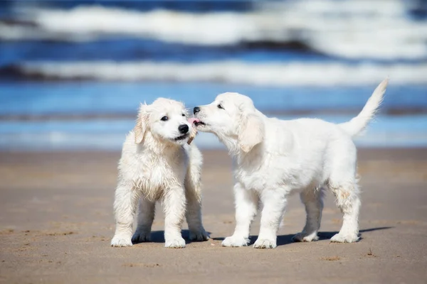 Két Boldog Golden Retriever Kiskutyák Játszik Strandon — Stock Fotó