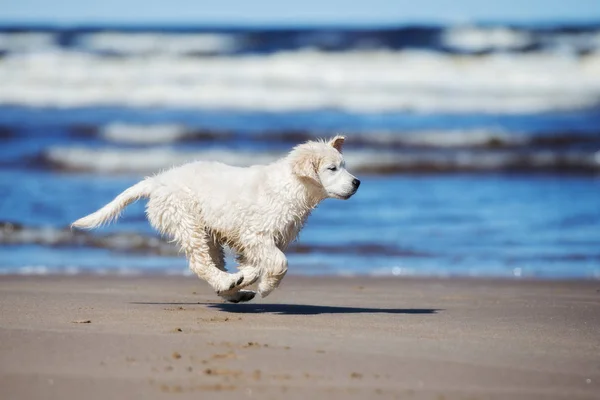 Golden Retriever Yavrusu Sahilde Koşuyor — Stok fotoğraf