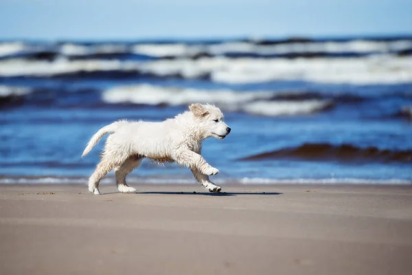 ビーチを走るゴールデンレトリバーの子犬は — ストック写真