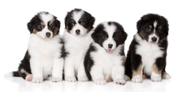 Groep Van Australische Herder Puppies Poseren Witte Achtergrond — Stockfoto