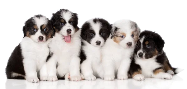 Groep Van Australische Herder Puppies Poseren Witte Achtergrond — Stockfoto