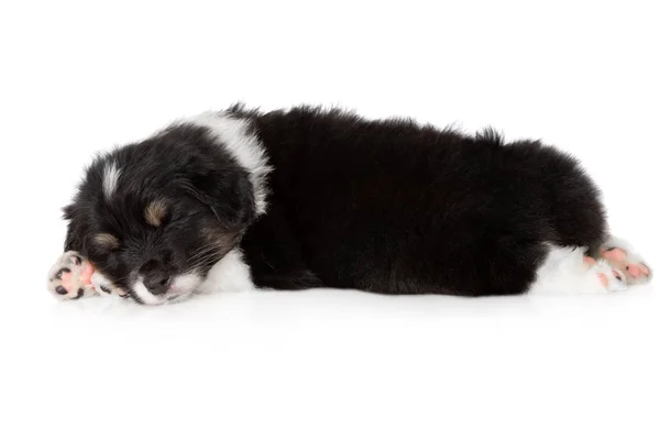 Adorable Perrito Mullido Durmiendo Sobre Fondo Blanco —  Fotos de Stock