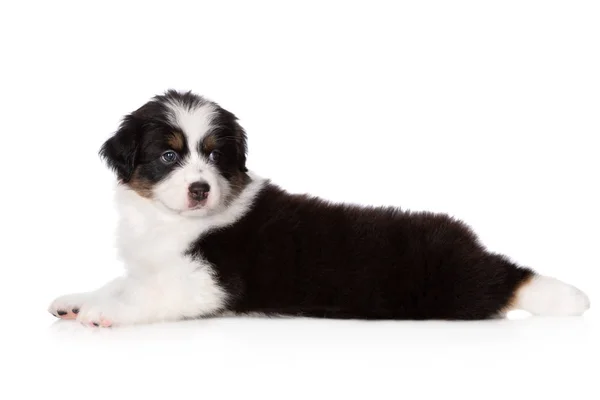 Adorable Australiano Pastor Cachorro Mintiendo Sobre Blanco Fondo —  Fotos de Stock