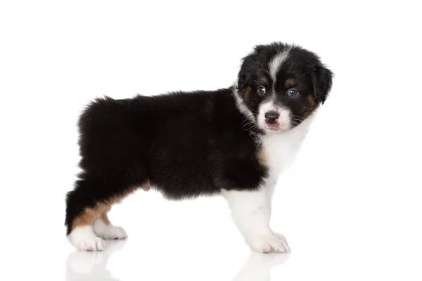 Tricolor Australian Shepherd Puppy Tail Standing White Background — Stock Photo, Image