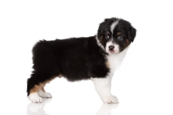 Chiot Berger Australien Tricolore Sans Queue Debout Sur Fond Blanc — Photo