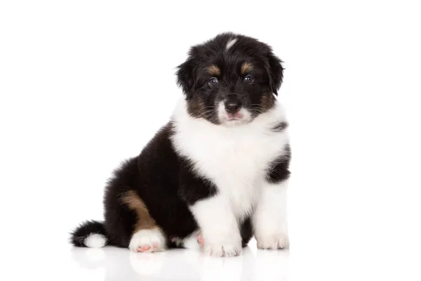 Retrato Cachorro Pastor Australiano Tricolor Fundo Branco — Fotografia de Stock