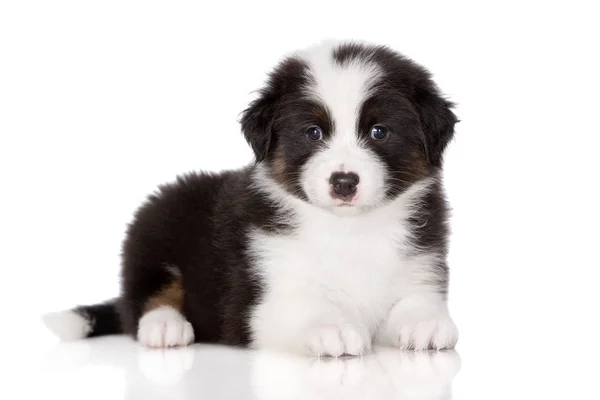 Tricolor Australiano Pastor Cachorro Retrato Sobre Fondo Blanco — Foto de Stock