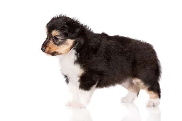 Tricolor Sheltie Puppy Standing White Background — Stock Photo, Image