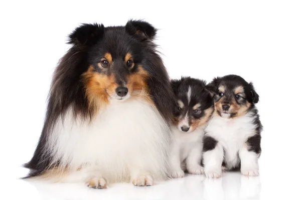 Sheltie Cão Deitado Com Dois Filhotes Fundo Branco — Fotografia de Stock