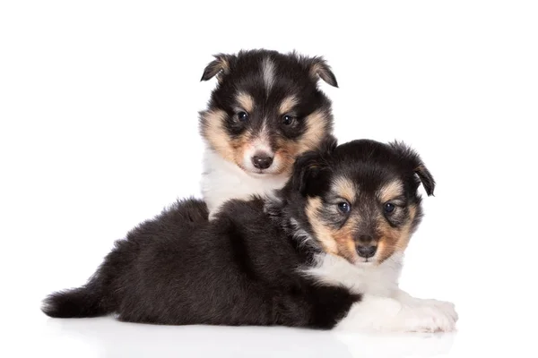 Δύο Τρίχρωμες Sheltie Κουτάβια Ποζάρουν Μαζί Λευκό Φόντο — Φωτογραφία Αρχείου