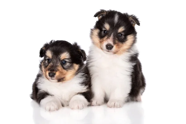 Due Cuccioli Tricolore Sheltie Posa Insieme Sfondo Bianco — Foto Stock