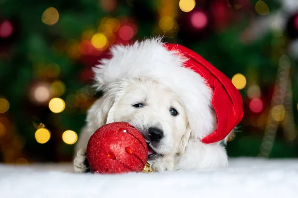 Rozkošné Štěně Santa Klobouk Hrát Vánoční Míč — Stock fotografie