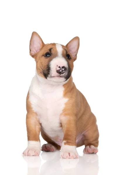 Miniatură Bull Terrier Catelus Pozând Fundal Alb — Fotografie, imagine de stoc