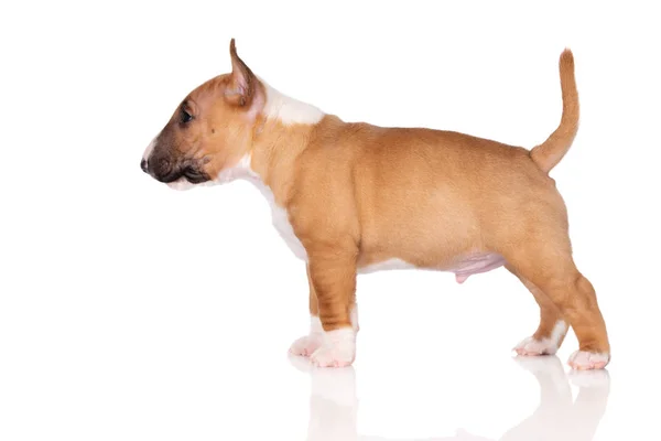 Miniatuur Stier Terrier Puppy Poseren Witte Achtergrond — Stockfoto