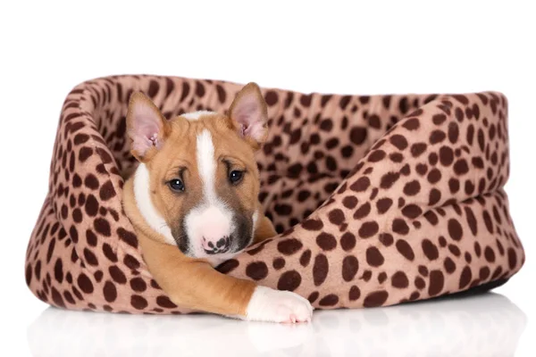 Miniatur Bullterrier Welpen Liegen Einem Tierbett Auf Weißem Hintergrund — Stockfoto