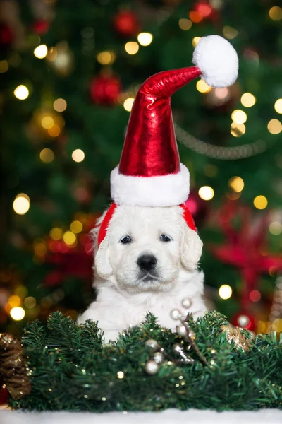 Golden Retriever Cachorro Santa Chapéu Posando Para Natal — Fotografia de Stock