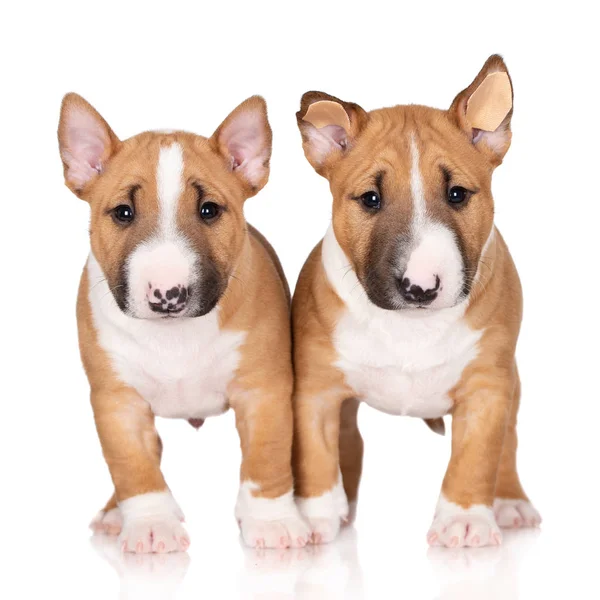 Deux Chiots Terrier Taureau Miniature Rouge Posant Sur Fond Blanc — Photo