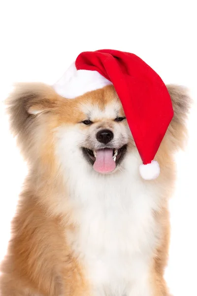 Felice Cane Akita Cappello Babbo Natale Sfondo Bianco — Foto Stock