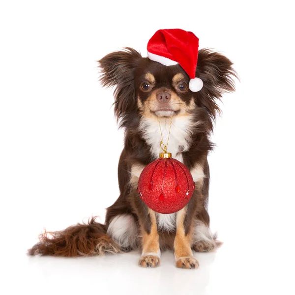 Čivava Pes Santa Klobouk Drží Červené Vánoční Strom Míč — Stock fotografie