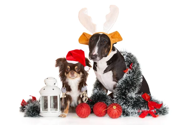 Twee Honden Poseren Voor Kerst Witte Achtergrond — Stockfoto