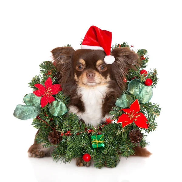 Chihuahua Dog Santa Hat Wearing Christmas Wreath White Background — Stock Photo, Image