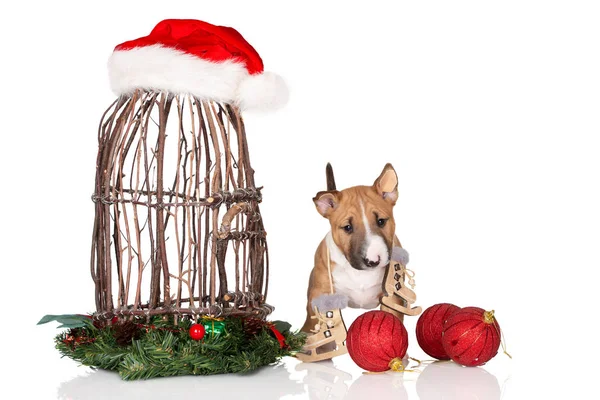 Toro Terrier Cucciolo Posa Natale Sfondo Bianco — Foto Stock