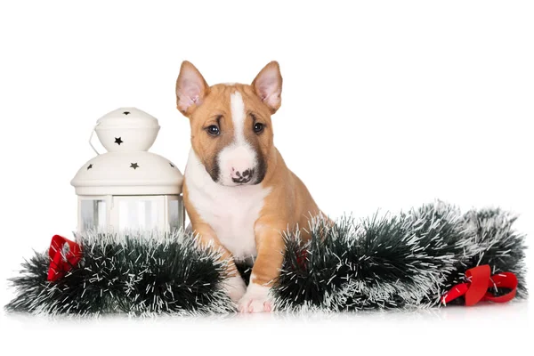 红色公牛小狗在白色背景下摆出圣诞节的姿势 — 图库照片